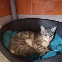 dacca, chatte à adopter