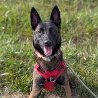 NINA VAA, chienne à adopter
