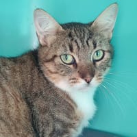 SHINING QCT, chatte à adopter