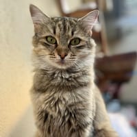 MUEZA, chatte à adopter