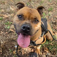DARYO QCN, chien à adopter