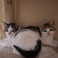 Figaro et Gédéon, chat à adopter