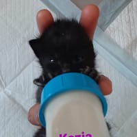 kezia, chatte à adopter