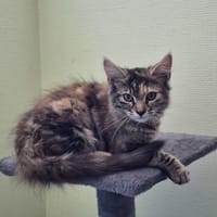 kala, chatte à adopter