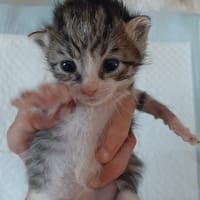 koa, chat à adopter