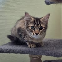 nila, chatte à adopter