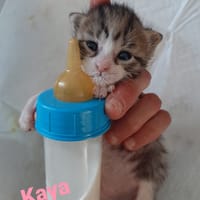 kaya, chatte à adopter