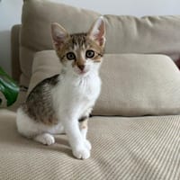 BISOU, chatte à adopter
