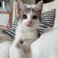 CORAIL, chatte à adopter