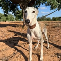 KIRA (Martina), chienne à adopter