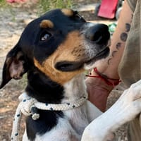 MANNY (MARTINA), chien à adopter