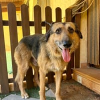 RAMBO (MARTINA), chien à adopter