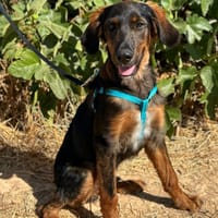 TARZAN (Animalea), chien à adopter