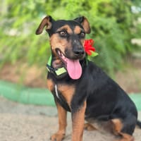 LOLA (MARTINA), chienne à adopter