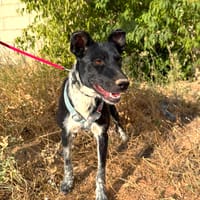 SARA (Animalea), chienne à adopter