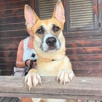MEGAN (Maria), chienne à adopter