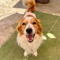 ISCO (fa en France), chien à adopter