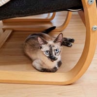 Bianca, chatte à adopter