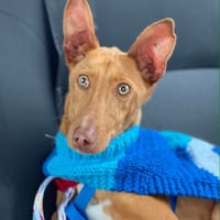 ALFIE (Maria), chien à adopter