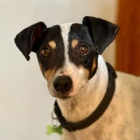 BINK (Maria), chien à adopter