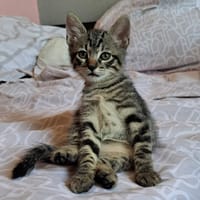 PALAOS, chat à adopter