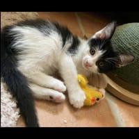 PHILAE, chatte à adopter
