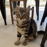 LOUSTIC, chat à adopter