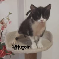 HUGOLIN, chat à adopter