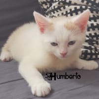 HUMBERTO, chat à adopter