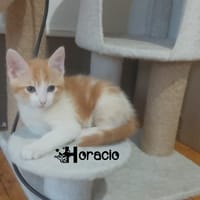 HORACIO, chat à adopter