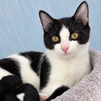 PANDA, chatte à adopter