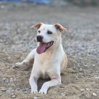 TRUCO, perro en adopción