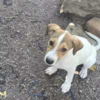 🐾 Melinda auf vier Pfoten suchen ein Zuhause🐾, Hündin zur Adoption