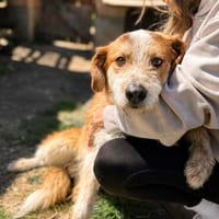 Toti -Sanfte Seele sucht Menschen mit Herz und Geduld!, Hund zur Adoption