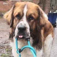 MONTY - die Zeit drängt!, Hund zur Adoption