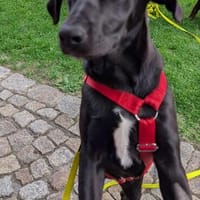 Verspielte Welpin BELLA sucht ihr Für-Immer-Zuhause 🐾❤, Hündin zur Adoption