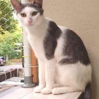 Nur - T O M - wartet noch........, Kater zur Adoption