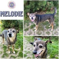 MELODIE -Fröhlich & gemütlich-, Hündin zur Adoption