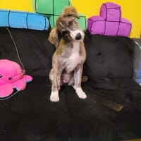 - Wunderschöne - GILDA - sucht ihre Familie!, Hündin zur Adoption