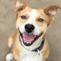 Baki -Hübscher Hundejunge sucht aktive & erfahrene Menschen!, Hund zur Adoption
