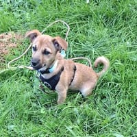 Feli sucht tolle Menschen, Hündin zur Adoption