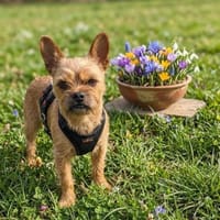Rocky in 42859 Remscheid, Hund zur Adoption