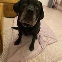 Helena sucht dringend Zuhause, Hündin zur Adoption