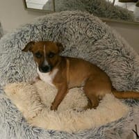 Ben sucht sein Zuhause, Hund zur Adoption