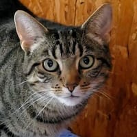 Aurora sucht ihr Glück, Katze zur Adoption