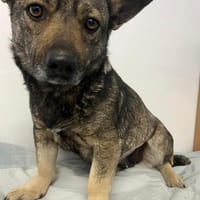 JETTE, freundlich und ruhig, Hündin zur Adoption