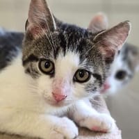 Katzenkind Titus, Kater zur Adoption