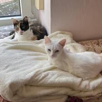 Copita & Torrija - Zwei Herzen, die zusammengehören, Katze zur Adoption