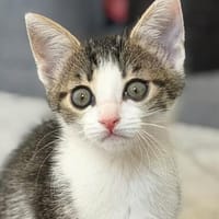 Katzenkind EVI, Katze zur Adoption