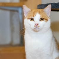 Arnold, Kater zur Adoption